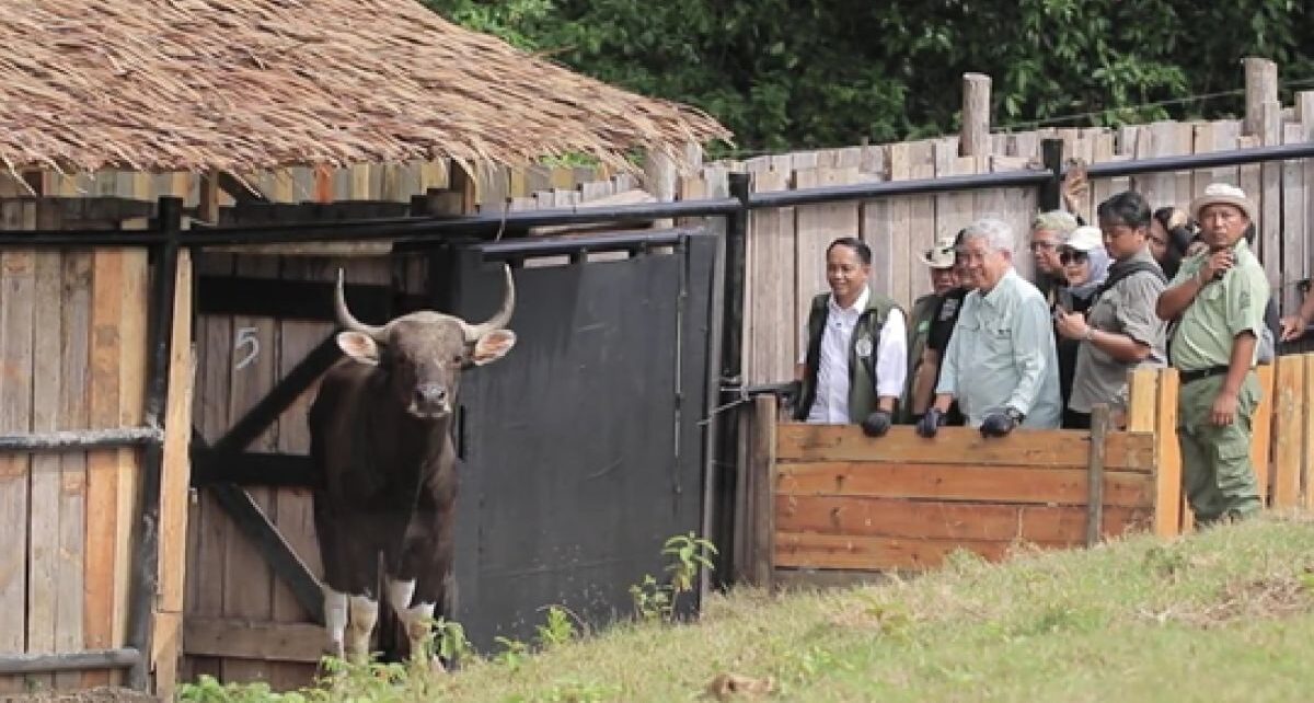 Taman Safari Indonesia dukung konservasi berkelanjutan banteng Jawa