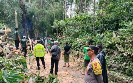 Legislator minta pemerintah evaluasi kejadian dua WNA tertimpa pohon